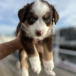 Miniature Australian Shepherd Puppies from All That Auss Mini Aussies
