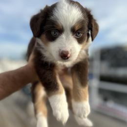 Miniature Australian Shepherd Puppies from All That Auss Mini Aussies