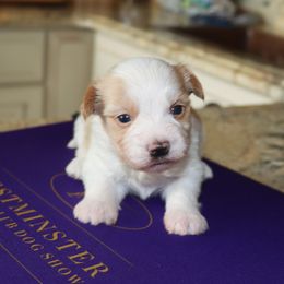 Matthew - Fawn male Havanese puppy in Hamptonville, North Carolina from Alabama Havanese Kennel