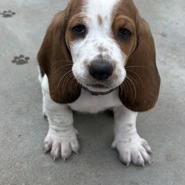 Wilma - Baby purple - Black brown and white female Basset Hound puppy in Meyersdale, Pennsylvania from Susan's Basset Hounds