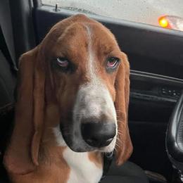 Hank - Basset Hound
