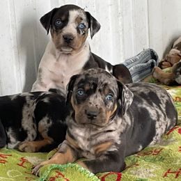 Catahoula Leopard Dogs from Goodson Catahoula’s