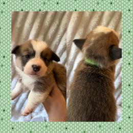 Lime Female - Sable female Pembroke Welsh Corgi puppy in Ocala, Florida from Newlands Insane Danes and Corgis