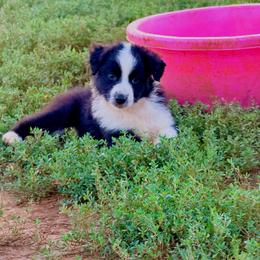 Koda - Black & white male Australian Shepherd puppy in Mineral Wells, Texas from A6 Australian Shepards