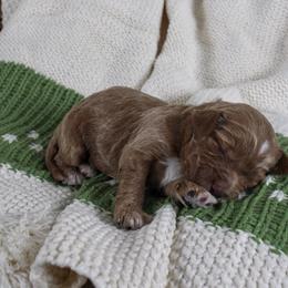 Merry - Red  female Goldendoodle puppy in Warsaw, Ohio from Lovabledoodles