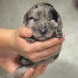 Hyacinth - Merle female Assorted Doodle Crosses puppy in Kansas City, Missouri from Beary GoldenDoodles