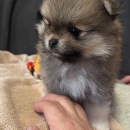 Duchess - Orange Pomeranian puppy in Cullman, Alabama from Dixie Darlings Pomeranians