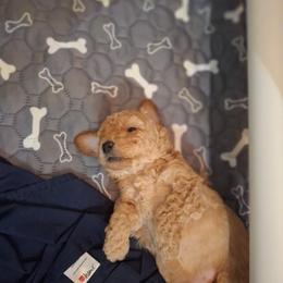 Poodle Puppies from Poodle Love