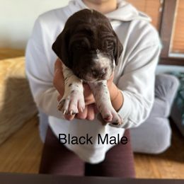 German Shorthaired Pointer Puppies from Bernardonis