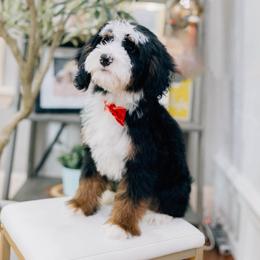 Solstice - Tri-color male Bernedoodle puppy in Murray, Utah from Sun Valley Doodles