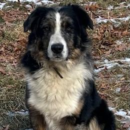 Chaps - Australian Shepherd