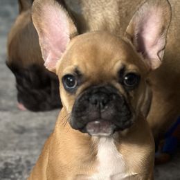 French Bulldog Puppies from Fonzerelli’s Frenchies
