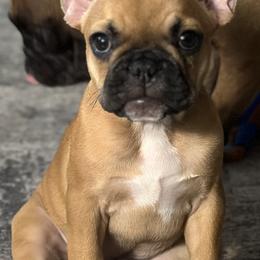 French Bulldog Puppies from Fonzerelli’s Frenchies