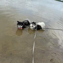 Pomsky, Shetland Sheepdog, and Toy Shetland Sheepdog Puppies from Mountain High Kennels