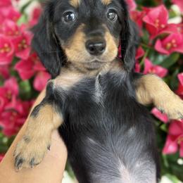 Girl 1 - Black and tan female Dachshund puppy in Harold, Kentucky from Taylors Tiny Tails