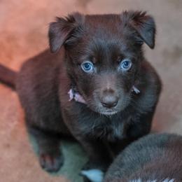 Pink Girl - White and red female Border Collie puppy in Shelbyville, Tennessee from C Horns Ranch Border Collies