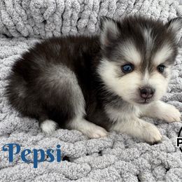 Pepsi - Black and white male Pomsky puppy in Eastman, Georgia from Once Upon A Pomsky