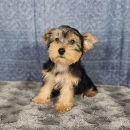 Male pup 2 - Black and tan male Yorkshire Terrier puppy in Polk City, Florida from Yorkies by Casey