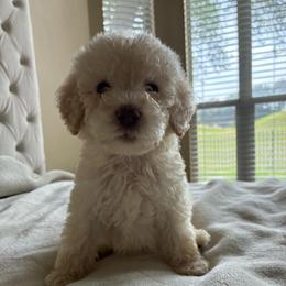 Mr. Cotton - Cream male Poodle puppy in Midlothian, Texas from Pristine Puppies & Signature Studs