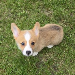 Flare - Pembroke Welsh Corgi
