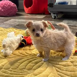 Female gold price: 6,000 - Gold female Chihuahua puppy in Summerfield, Florida from Uey’s Chihuahuas