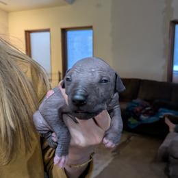 Girl 2 - female Xoloitzcuintli puppy in Tecumseh, Oklahoma from Junkyard Xolos