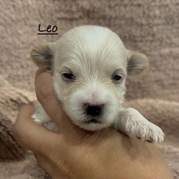 Maltipoo puppies from Riyem Wildflower Farms