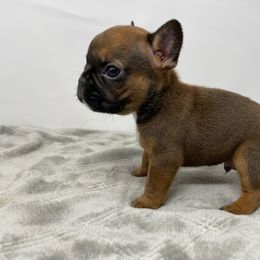 French Bulldog Puppies from Seven Star Kennel