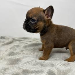 French Bulldog Puppies from Seven Star Kennel