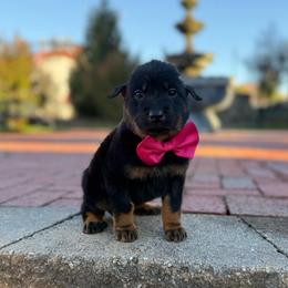 Hot Pink - Black and rust female Beauceron puppy in Floyd’s Knobs, Indiana from Birdwing Beaucerons