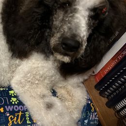 Poodles from Rainbow Desert Poodles