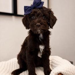 Trinity - Chocolate female Goldendoodle puppy in Van Alstyne, Texas from Forest Haven Doodle Co.