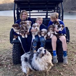 Australian Shepherd Puppies from Malin Family Aussies