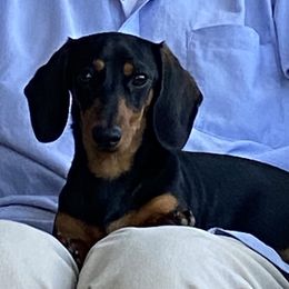 Dachshunds from Heardachs