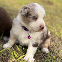 Lucy - Red merle female Australian Shepherd puppy in Orlando, Florida from Skaky Shepherds