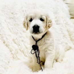 Boy 1 - Light golden Golden Retriever puppy in Galt, California from Golden Hearts Ranch English Cream Retrievers