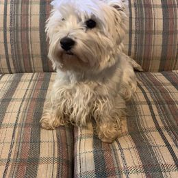 West Highland White Terrier All Grown Up from Windyridge