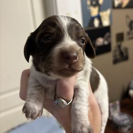 Boy 1 - Piebald male Dachshund puppy in Dobson, North Carolina from Oakleys Dachshund Haven