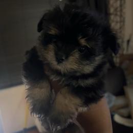 Queen - Black female Maltipoo puppy in Long Island, New York from Minipaws kennel