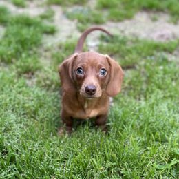 Dachshund Puppies from Dachshunds of Bunch
