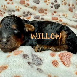 WILLOW - Phantom female Poodle puppy in Peyton, Colorado from Fuzzybottoms Ranch LLC