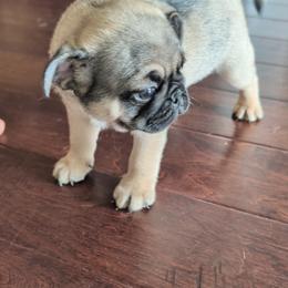 Pug Puppies from Maritza's Pugs