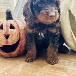 Green Collar - Phantom male Goldendoodle puppy in San Augustine, Texas from Vintage Doodles