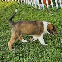 Old Time Scotch Collie Puppies from Ashgrove Farm