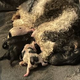 Shihpoos from Mystic Moon Shih-Poos