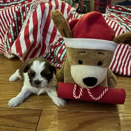 Carli - Liver female Shih Tzu puppy in Kodak, Tennessee from Cutshall Babies