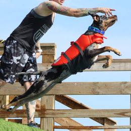 Catahoula Leopard Dogs from KhaosKats Catahoulas