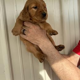 Girl 4 - Dark golden female Golden Retriever puppy in Arnaudville, Louisiana from Taylor Made Retrievers