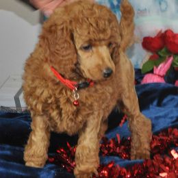 Poodle Puppies from Moyen Majestic Embrace Poodles (MOYEN ME)