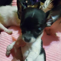 Boy 2 - Black and white male Chihuahua puppy in Oklahoma City, Oklahoma from Teacup Chihuahuas and Friends